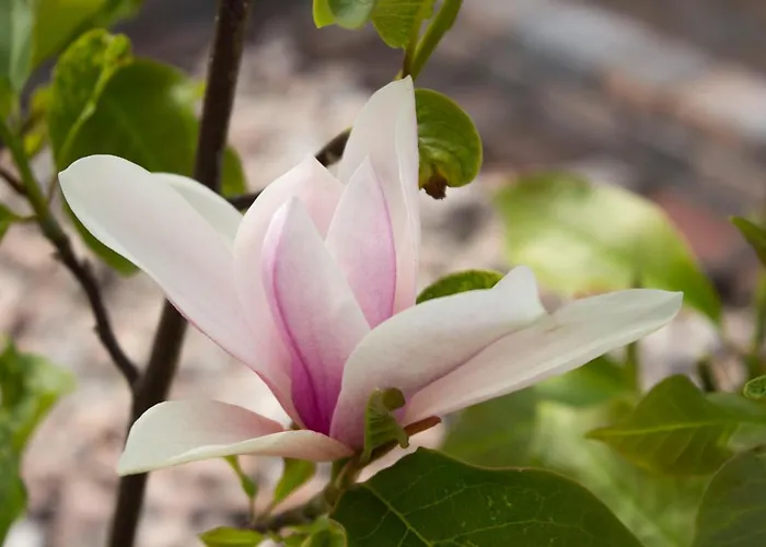 Lägenhet Sofia Papenburg